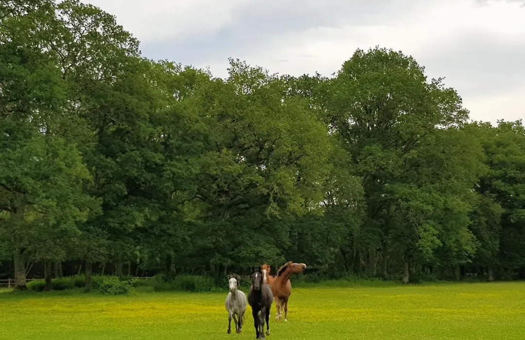 haras du Vignault Le Bûcher-1