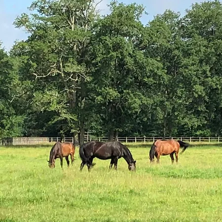 haras du Vignault Le Bûcher-3